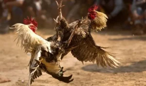 Đá Gà GA28 Tại TK88