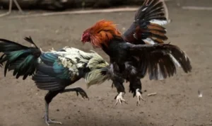 Đá Gà Sabong Tại TK88