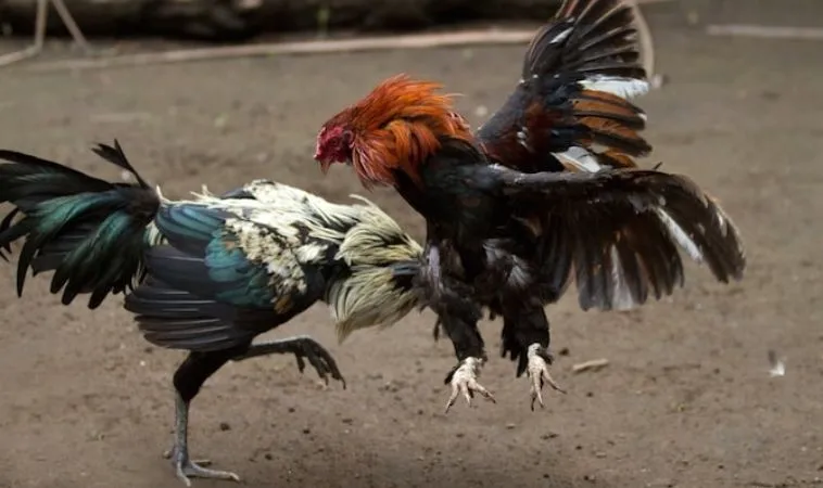 Hướng Dẫn Cách Chơi Đá Gà Sabong Tại TK88 Từ Cao Thủ 1 Đá Gà Sabong Tại TK88