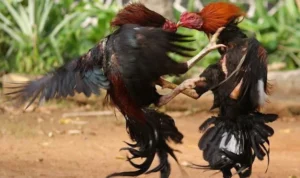 Đá Gà WS168 Tại TK88